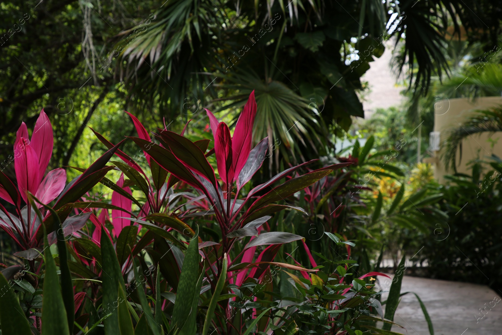 Photo of Beautiful cordyline shrubs and exotic plants with green leaves outdoors