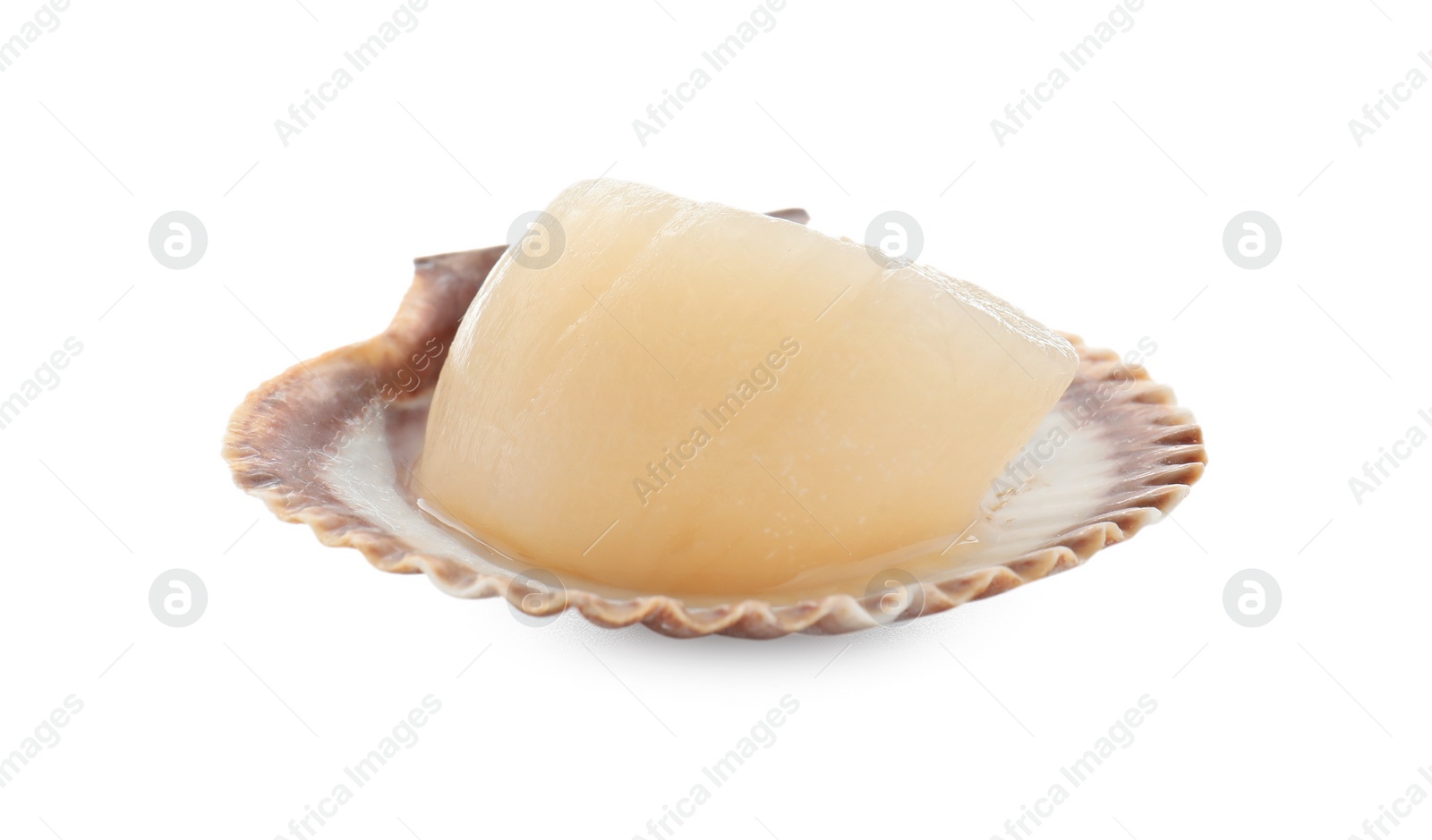 Photo of Fresh raw scallop in shell isolated on white