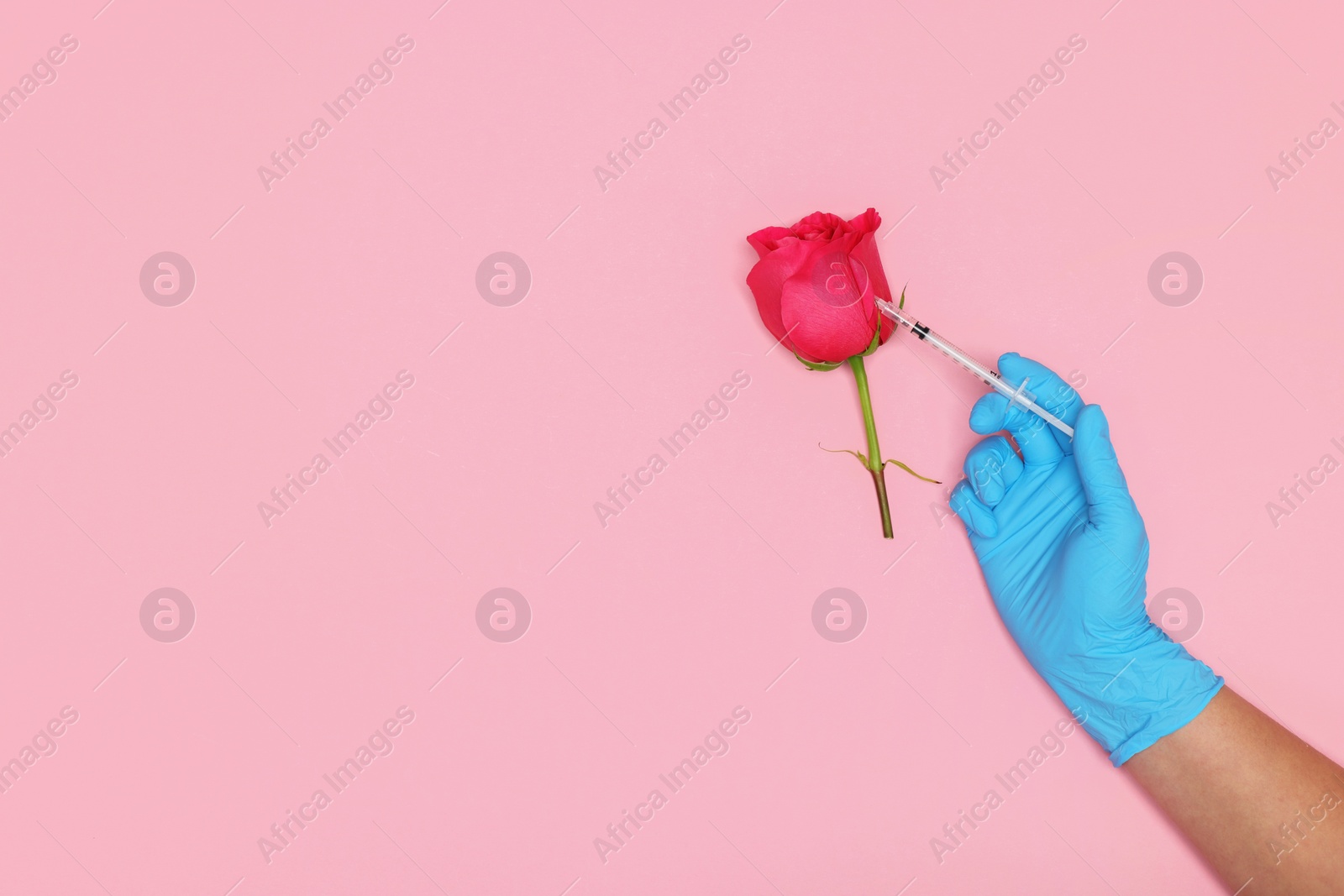 Photo of Doctor making injection to rose on pink background, top view. Space for text