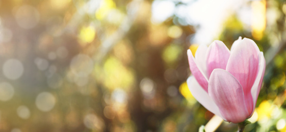 Image of Beautiful magnolia flower, closeup. Amazing spring blossom