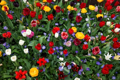 Photo of Many different colorful flowers growing outdoors, above view. Spring season