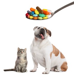 Image of Vitamins for pets. Cute dog, cat and spoon with different pills on white background