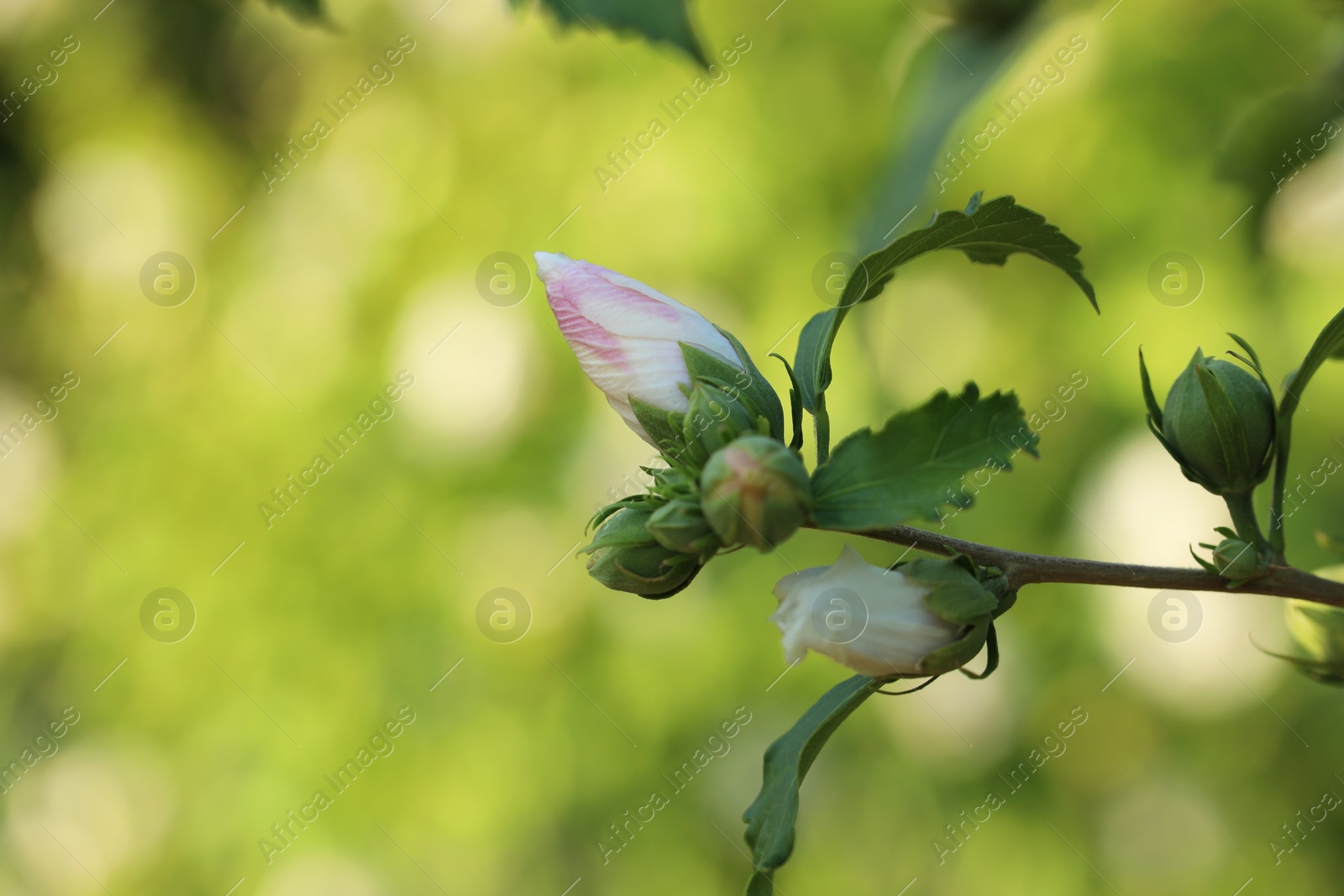 Photo of Branch with beautiful hibiscus buds growing outdoors, closeup. Space for text
