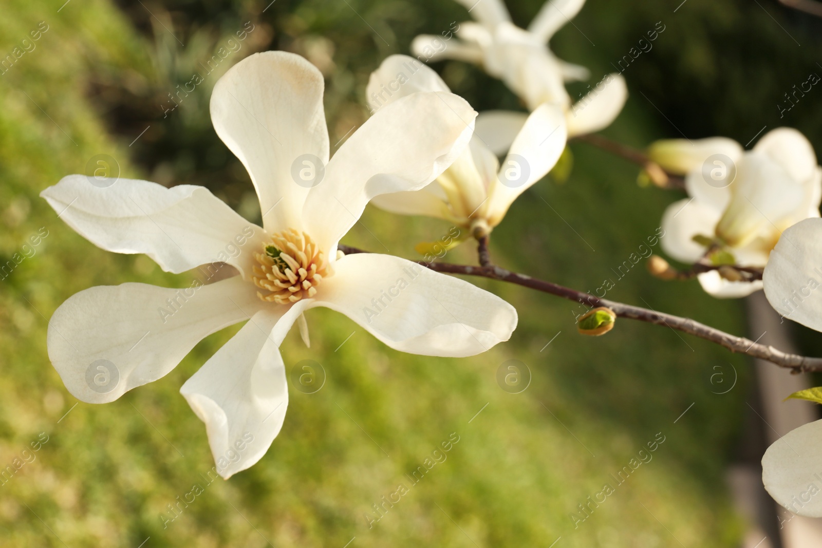 Photo of Magnolia tree branch with beautiful flowers outdoors, closeup. Awesome spring blossom