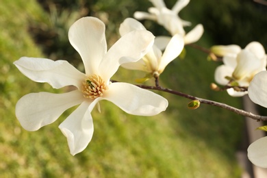 Photo of Magnolia tree branch with beautiful flowers outdoors, closeup. Awesome spring blossom