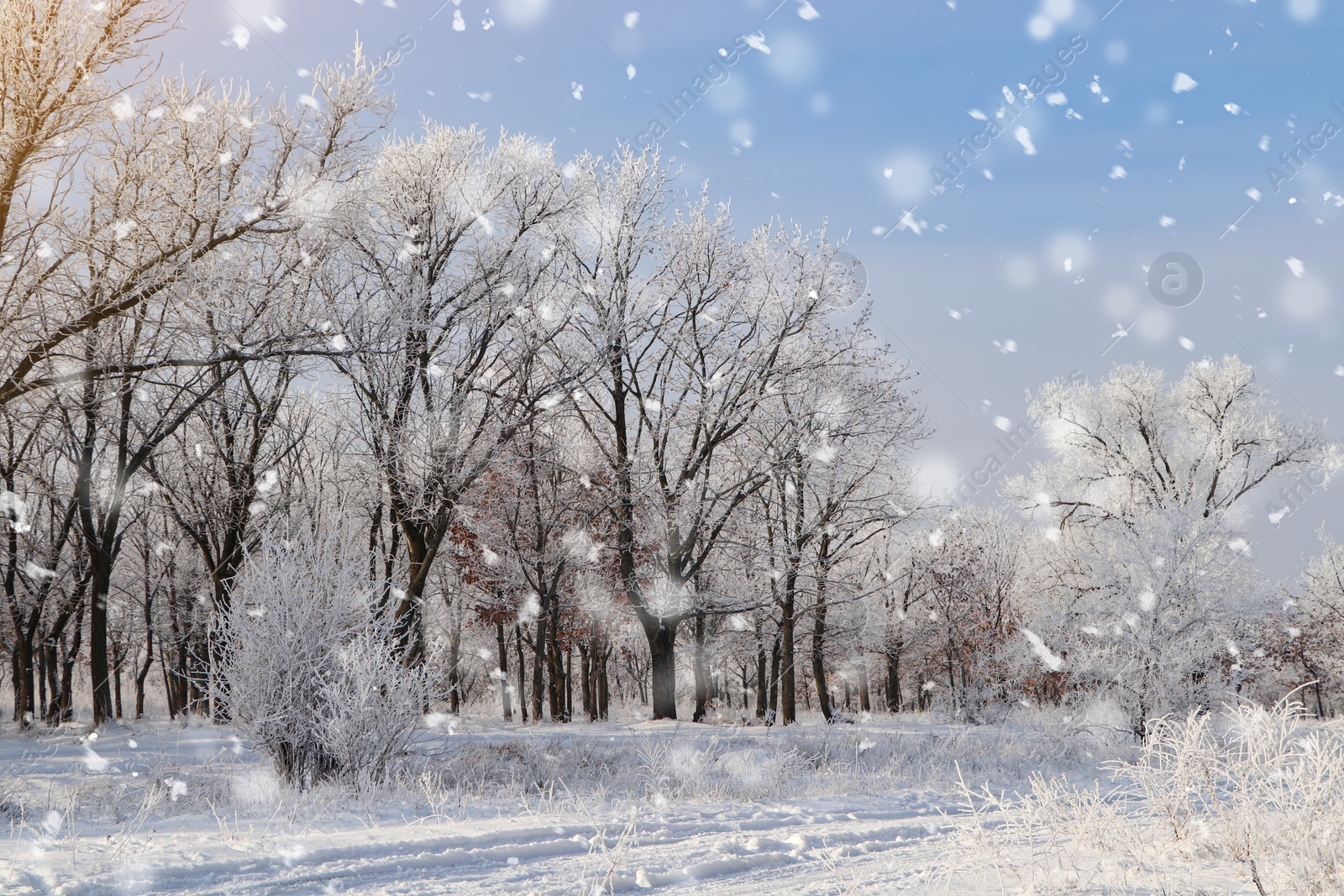 Photo of Plants covered with hoarfrost outdoors on winter morning