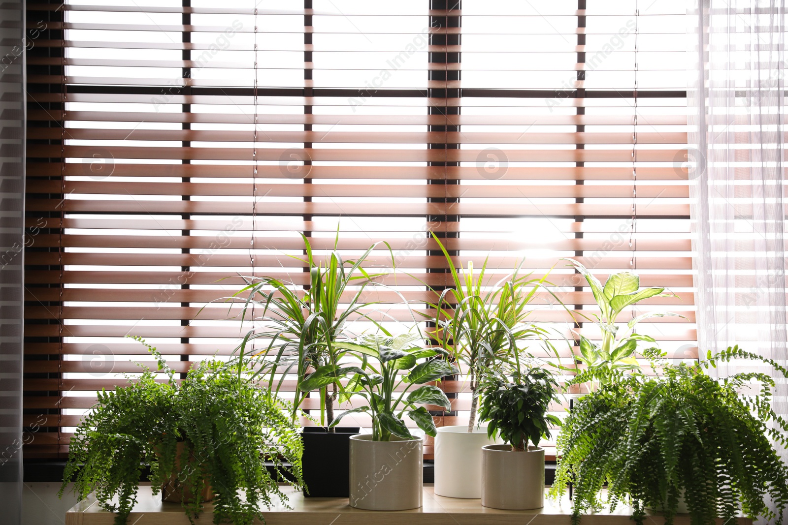 Photo of Beautiful plants on window sill at home