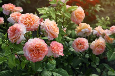 Beautiful blooming coral roses on bush outdoors