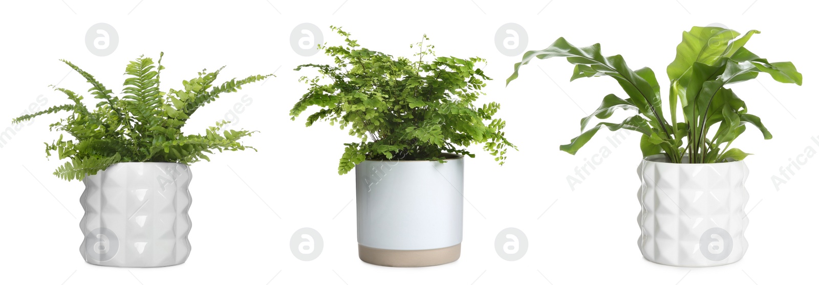 Image of Set with beautiful ferns in pots on white background. Banner design