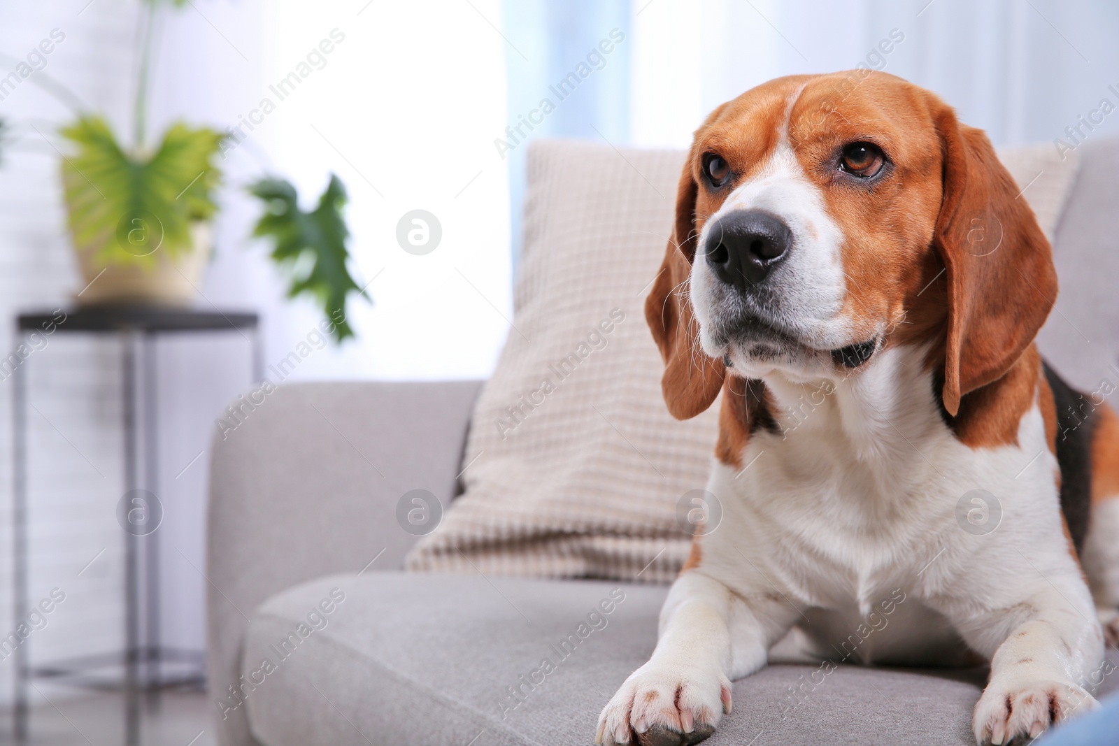 Photo of Beautiful beagle dog on sofa indoors. Space for text