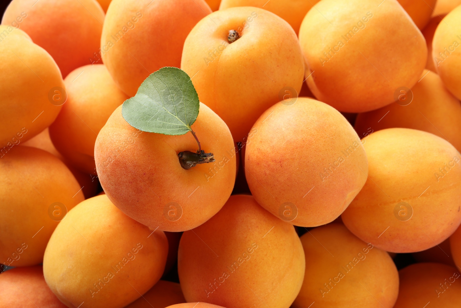 Photo of Delicious ripe sweet apricots with leaf as background, closeup view