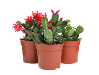 Photo of Beautiful blooming Schlumbergeras (Christmas or Thanksgiving cacti) on white background