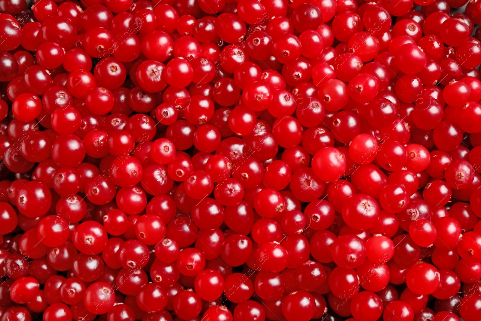 Photo of Fresh ripe cranberries as background, closeup view