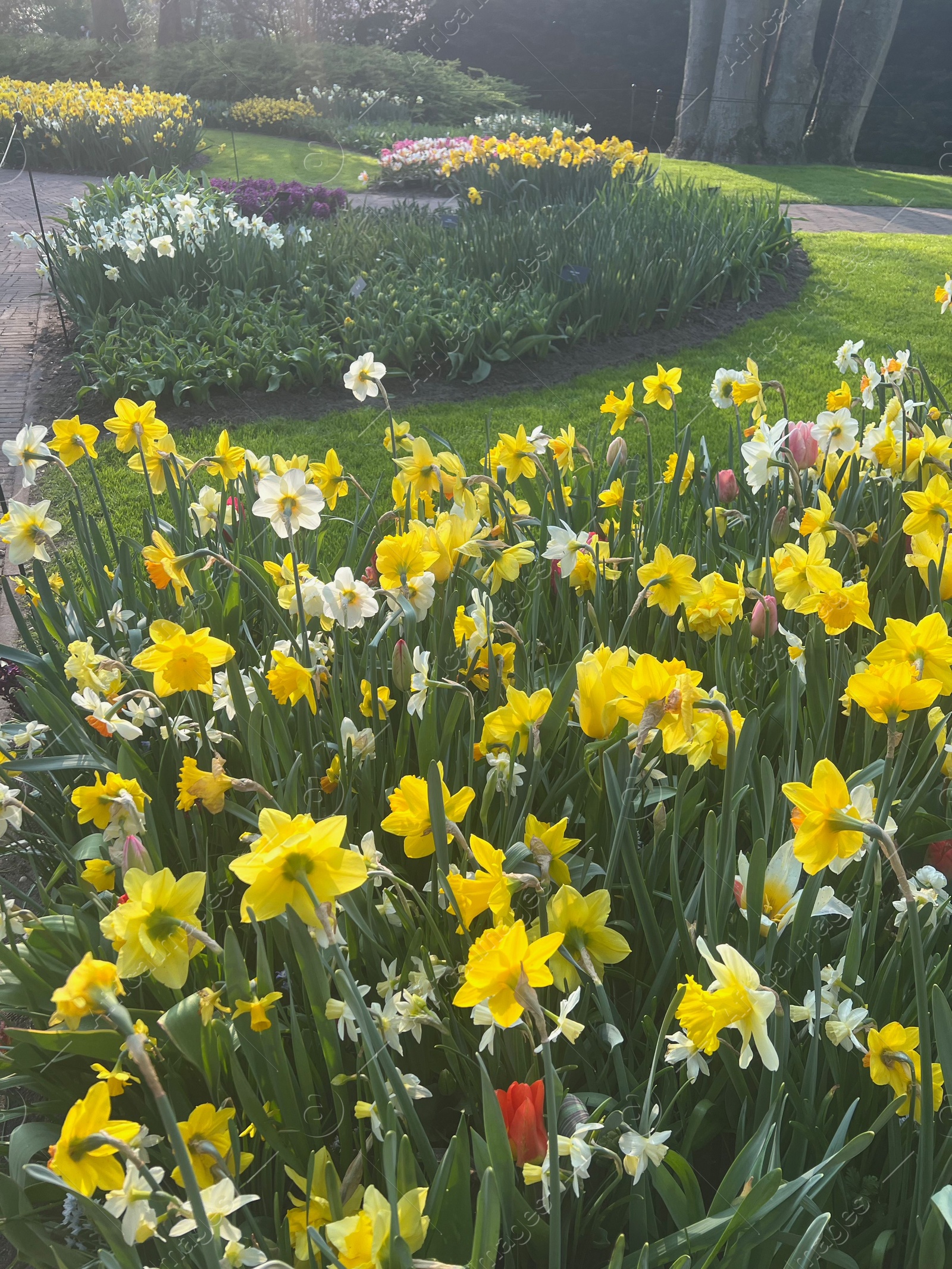 Photo of Beautiful colorful daffodil and tulip flowers growing in park