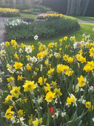 Beautiful colorful daffodil and tulip flowers growing in park