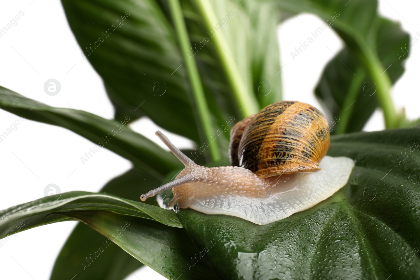 Photo of Common garden snail on wet leaf against white background, closeup