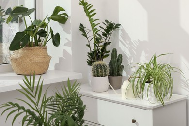 Photo of Many beautiful potted houseplants growing near window indoors