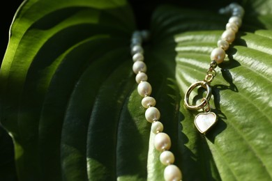 Stylish presentation of elegant pearl necklace on plant, closeup