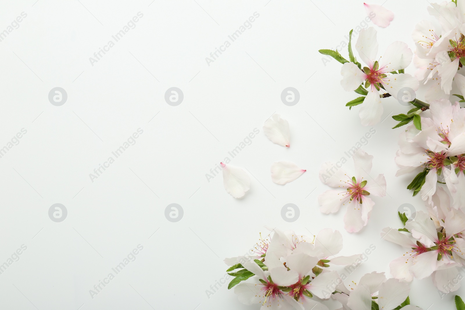 Photo of Spring tree branches with beautiful blossoms on white background, flat lay. Space for text