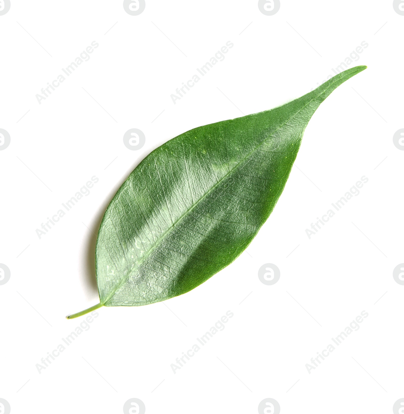 Photo of Green lemon leaf on white background, top view