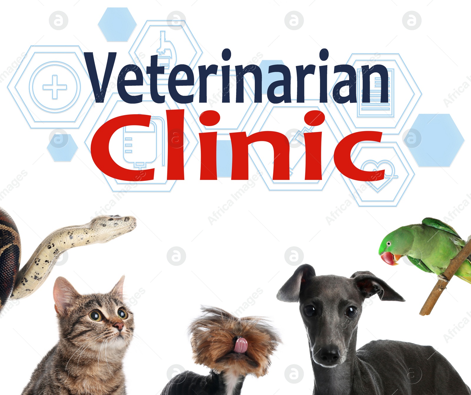 Image of Collage with different cute pets and text Veterinarian Clinic on white background