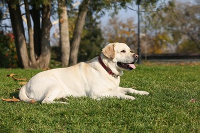 Photo of Yellow Labrador lying in park on sunny day