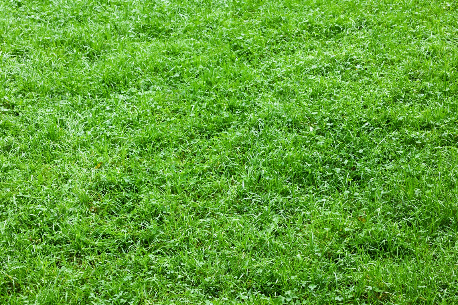 Photo of Fresh green grass growing outdoors in summer