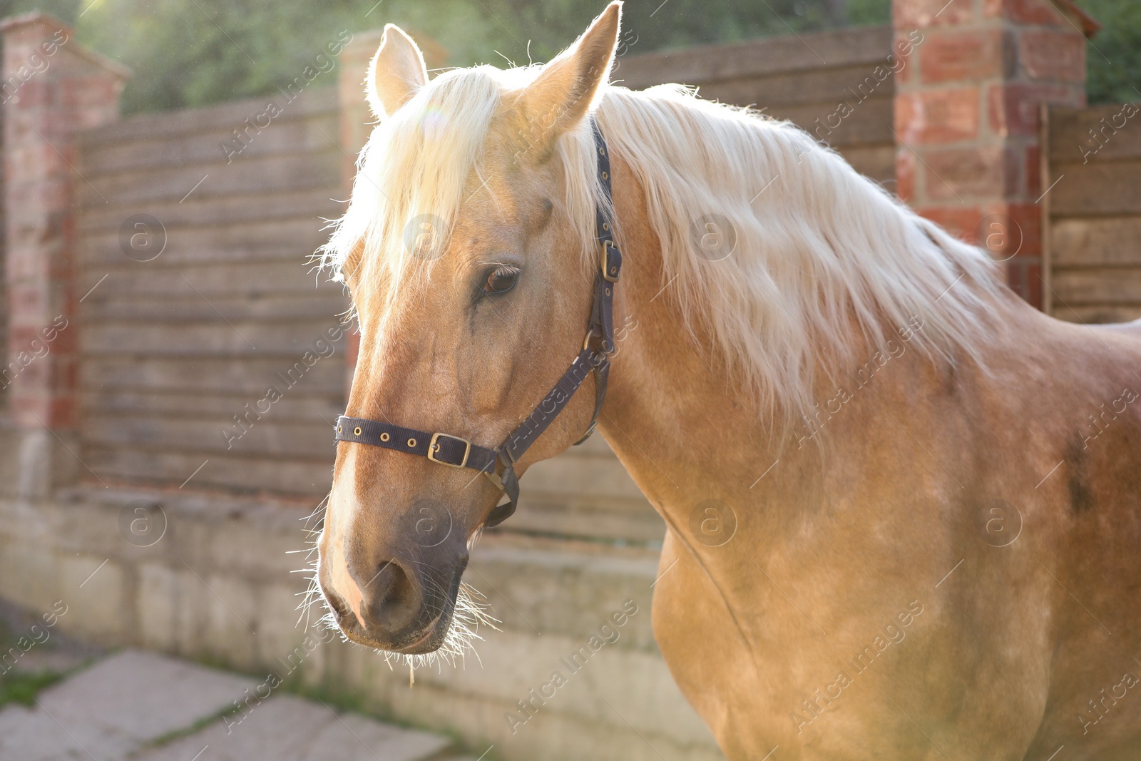 Photo of Adorable horse with bridles outdoors. Lovely domesticated pet