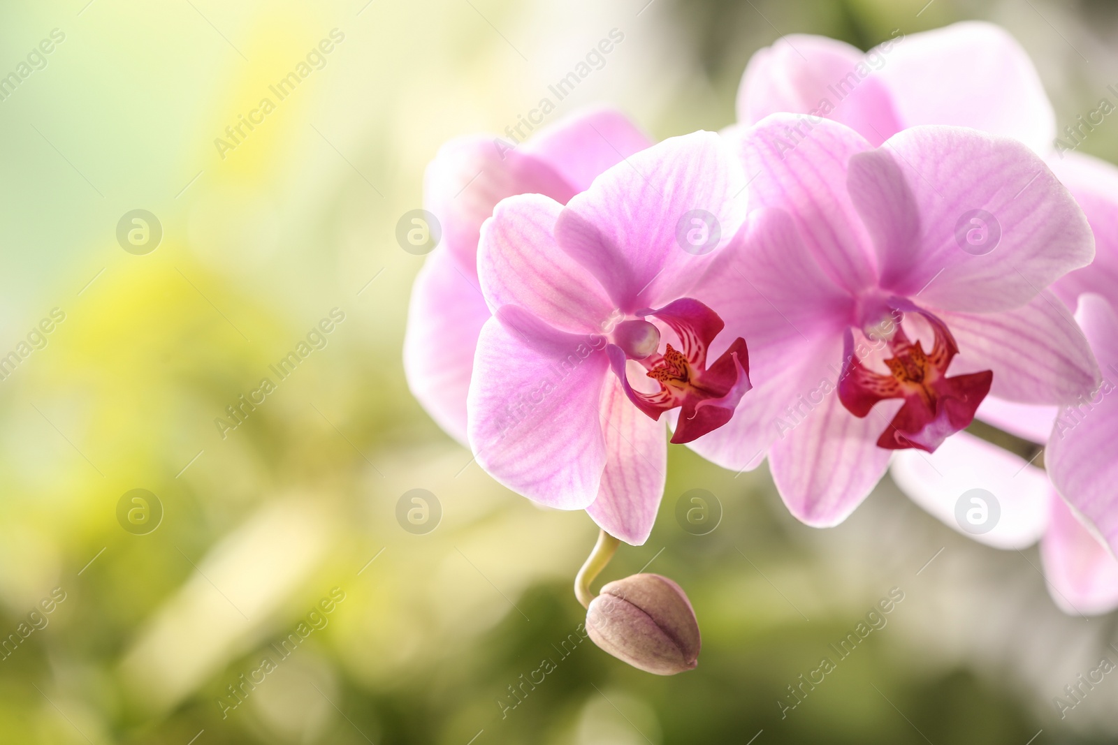 Photo of Branch of beautiful pink Phalaenopsis orchid on blurred background, closeup