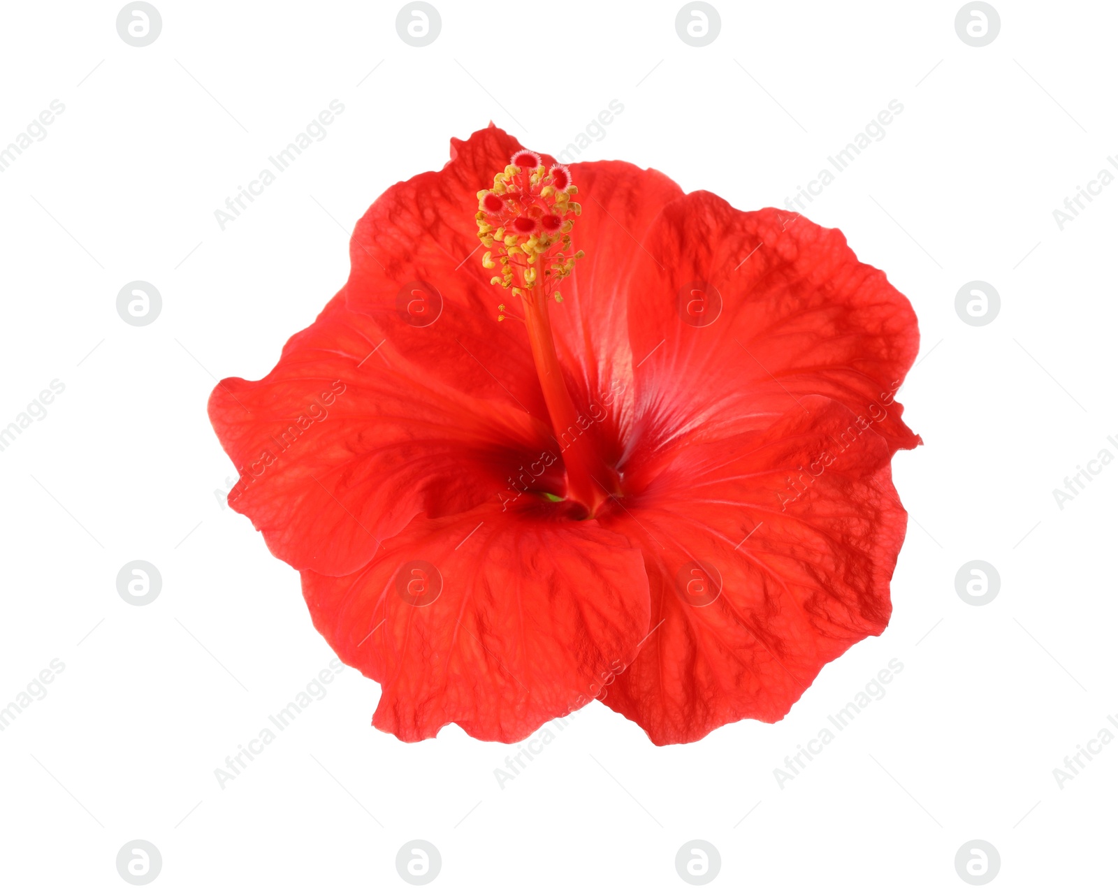 Photo of Beautiful red hibiscus flower isolated on white