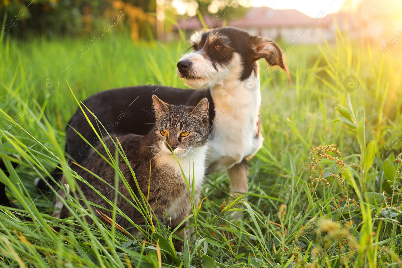 Photo of Cute cat and dog in green grass at sunset