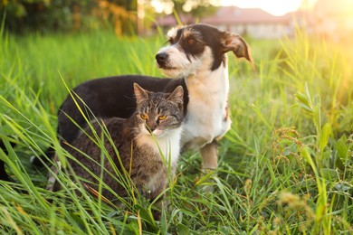 Photo of Cute cat and dog in green grass at sunset