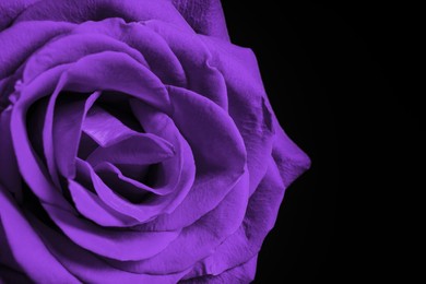 Image of Violet flower on black background, closeup. Funeral attributes