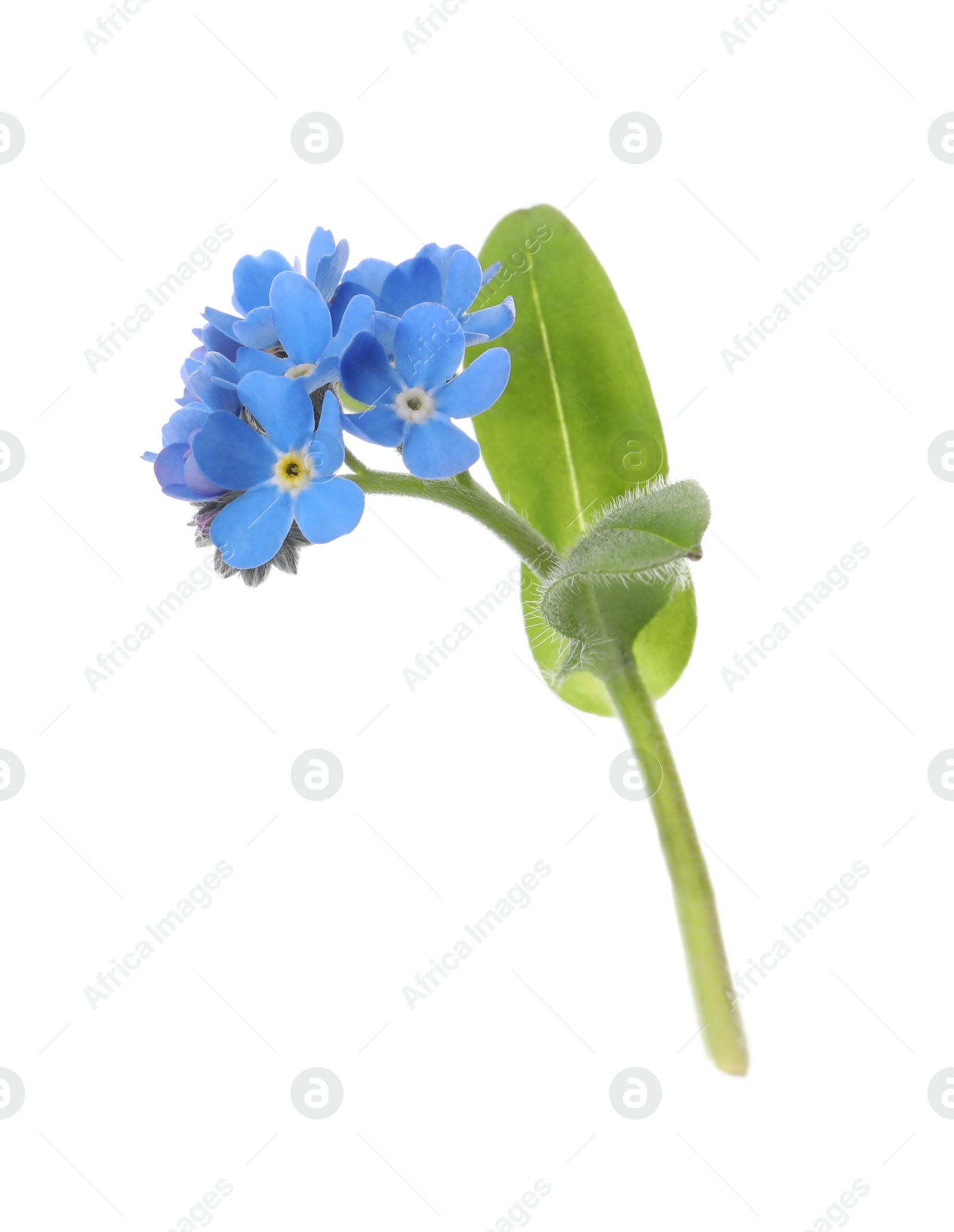 Photo of Beautiful blue Forget-me-not flowers isolated on white