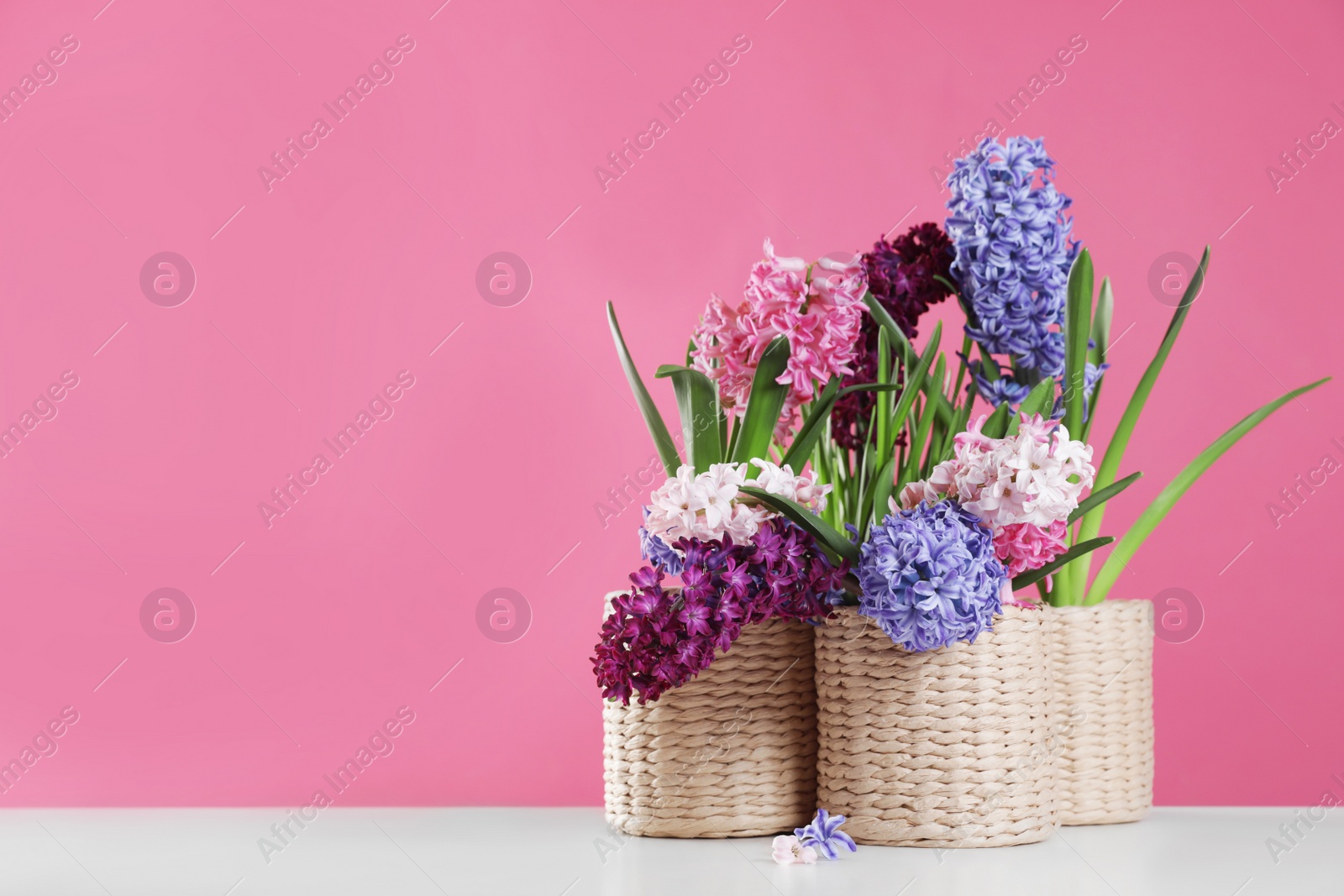 Photo of Beautiful hyacinths in wicker pots on table against color background, space for text. Spring flowers