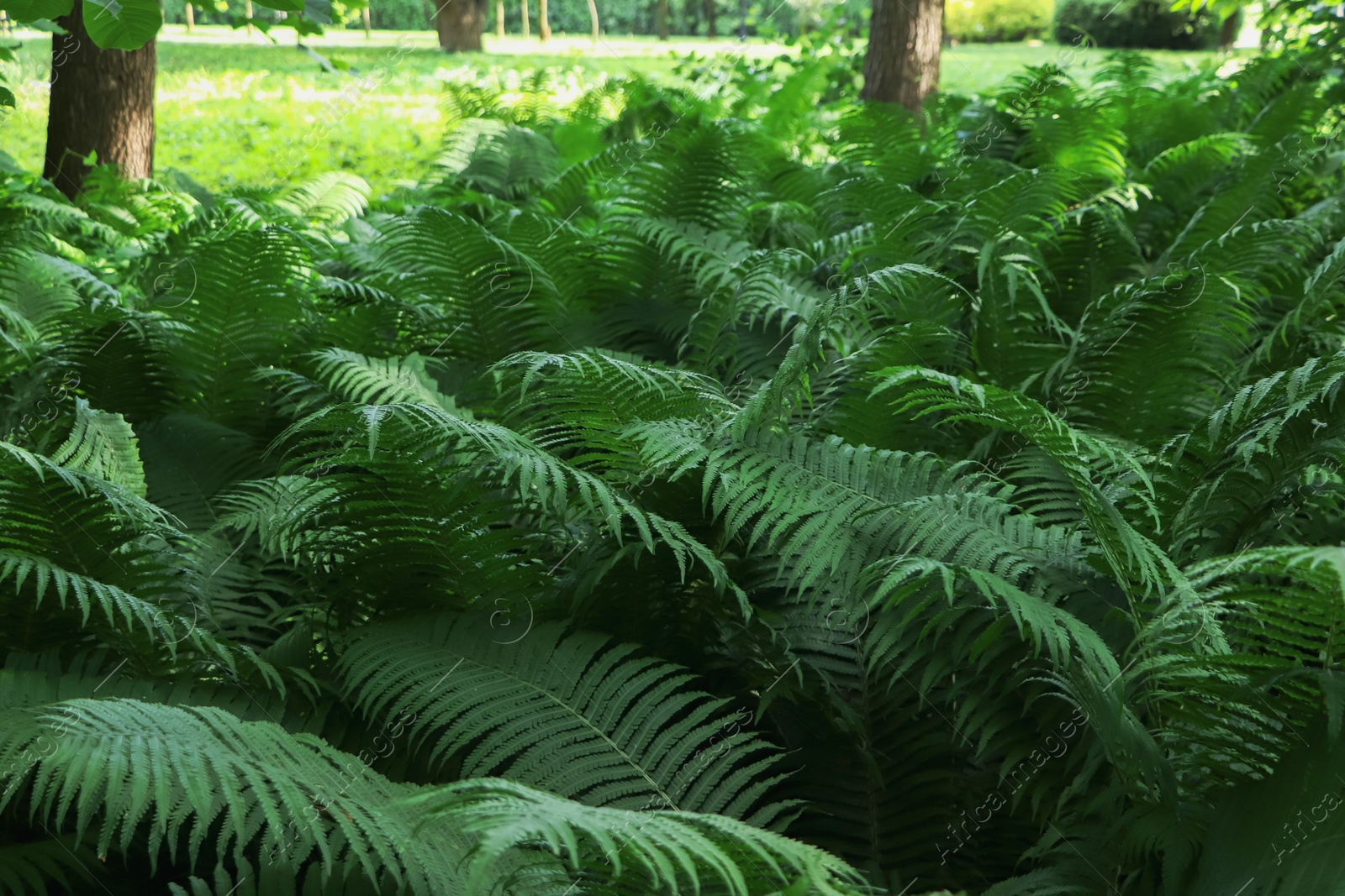 Photo of Beautiful fern with lush green leaves growing outdoors