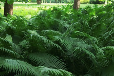 Beautiful fern with lush green leaves growing outdoors