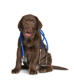 Cute dog with stethoscope as veterinarian on white background