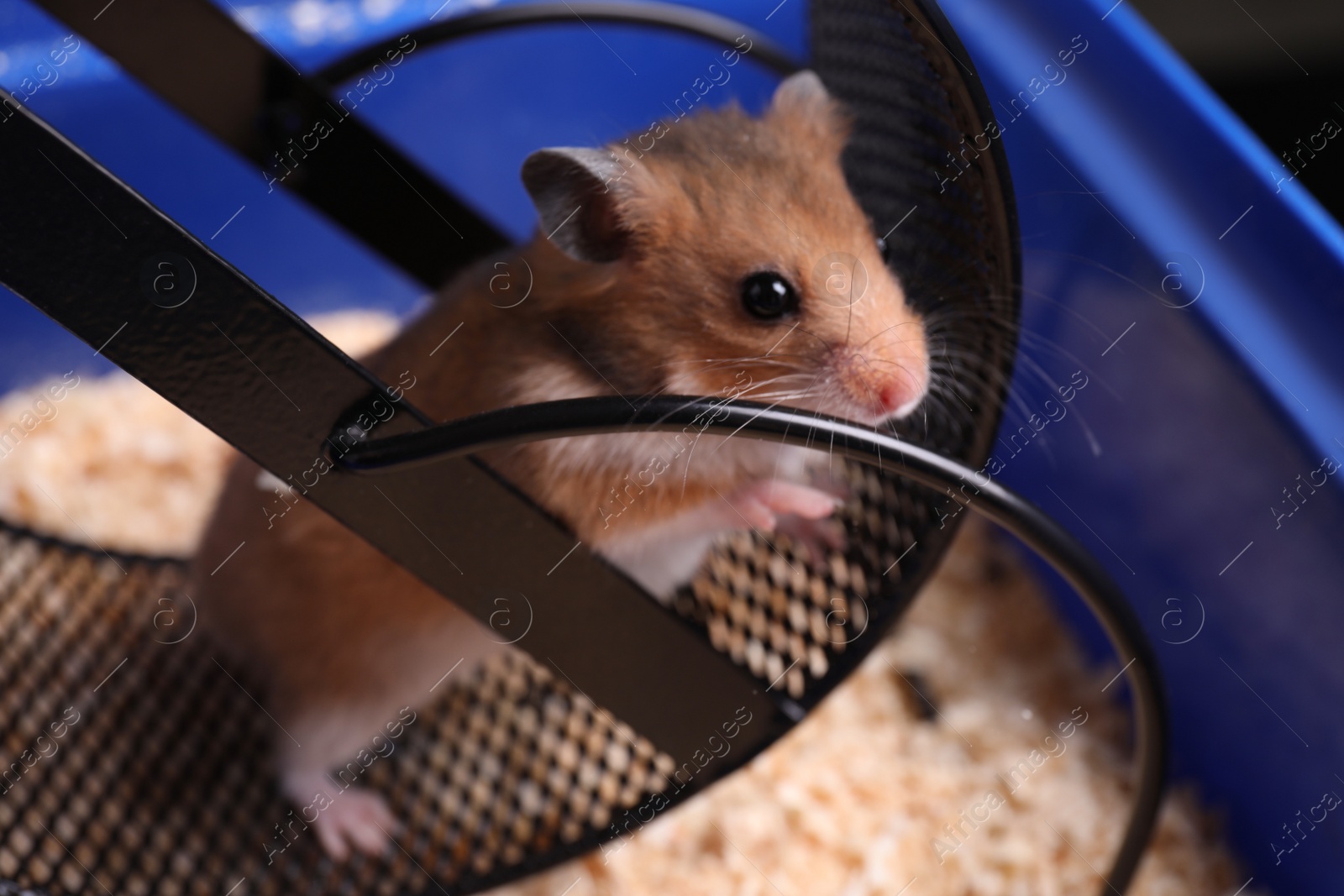 Photo of Cute little hamster inside exercise wheel in tray, closeup