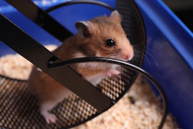 Photo of Cute little hamster inside exercise wheel in tray, closeup