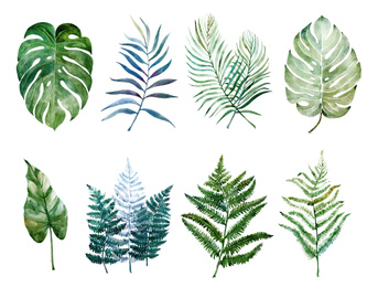 Image of Beautiful watercolor tropical leaves painted on white paper