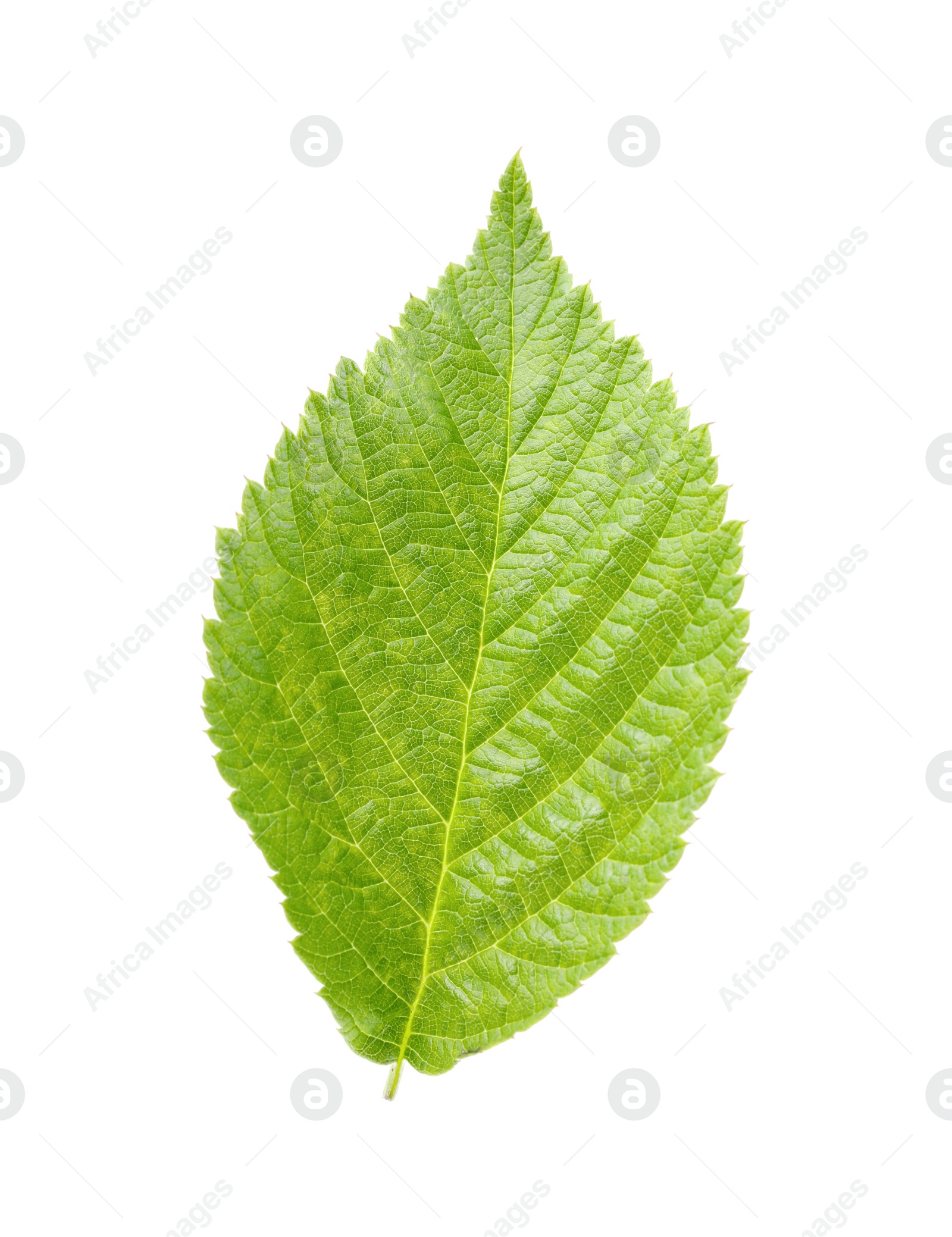 Photo of One green raspberry leaf isolated on white