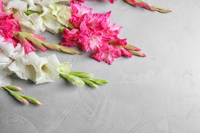 Photo of Composition with beautiful gladiolus flowers on gray background