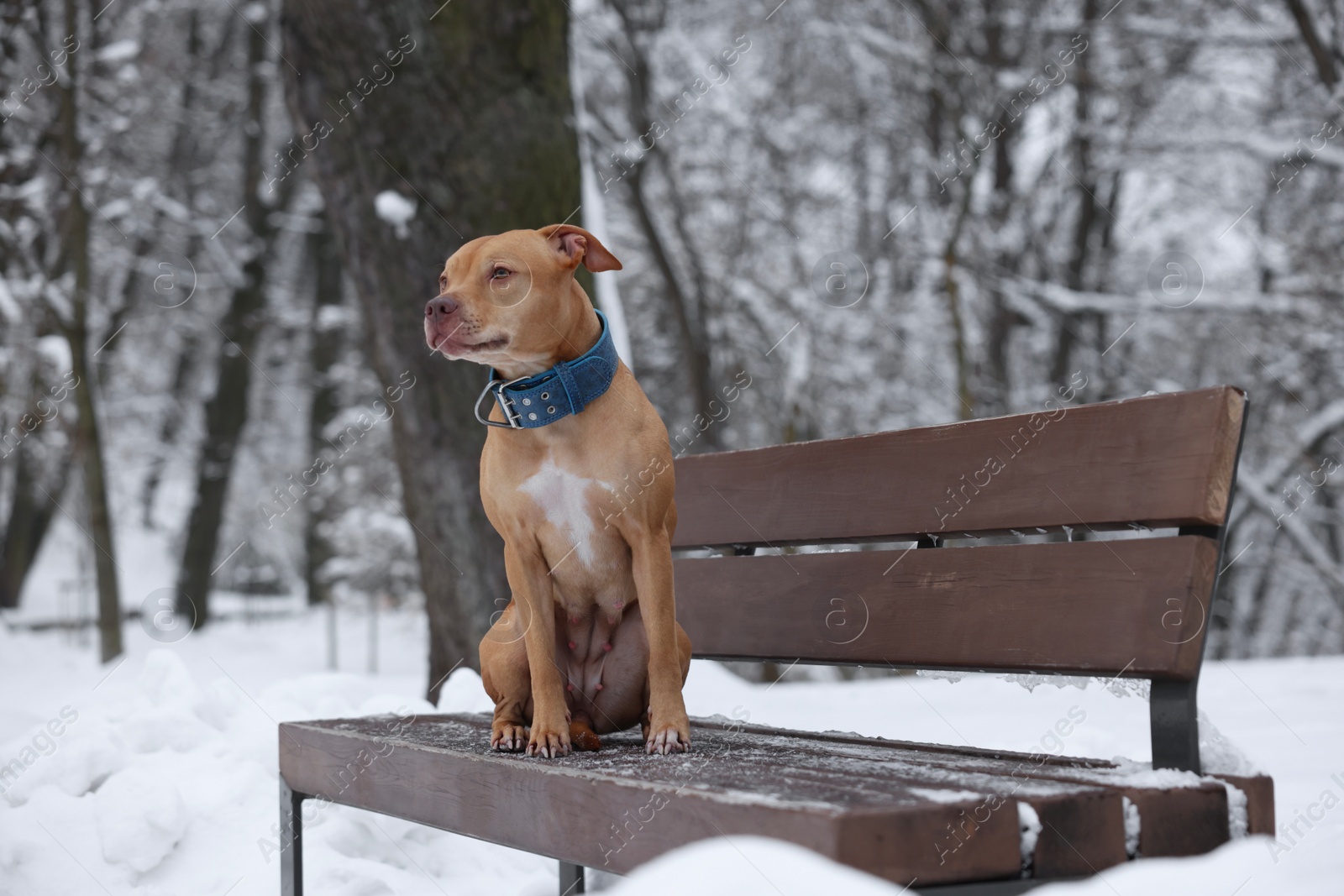 Photo of Cute dog sitting on bench in snowy park