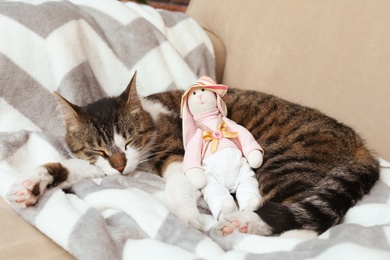 Photo of Cute cat with toy rabbit sleeping on sofa at home. Lovely pet