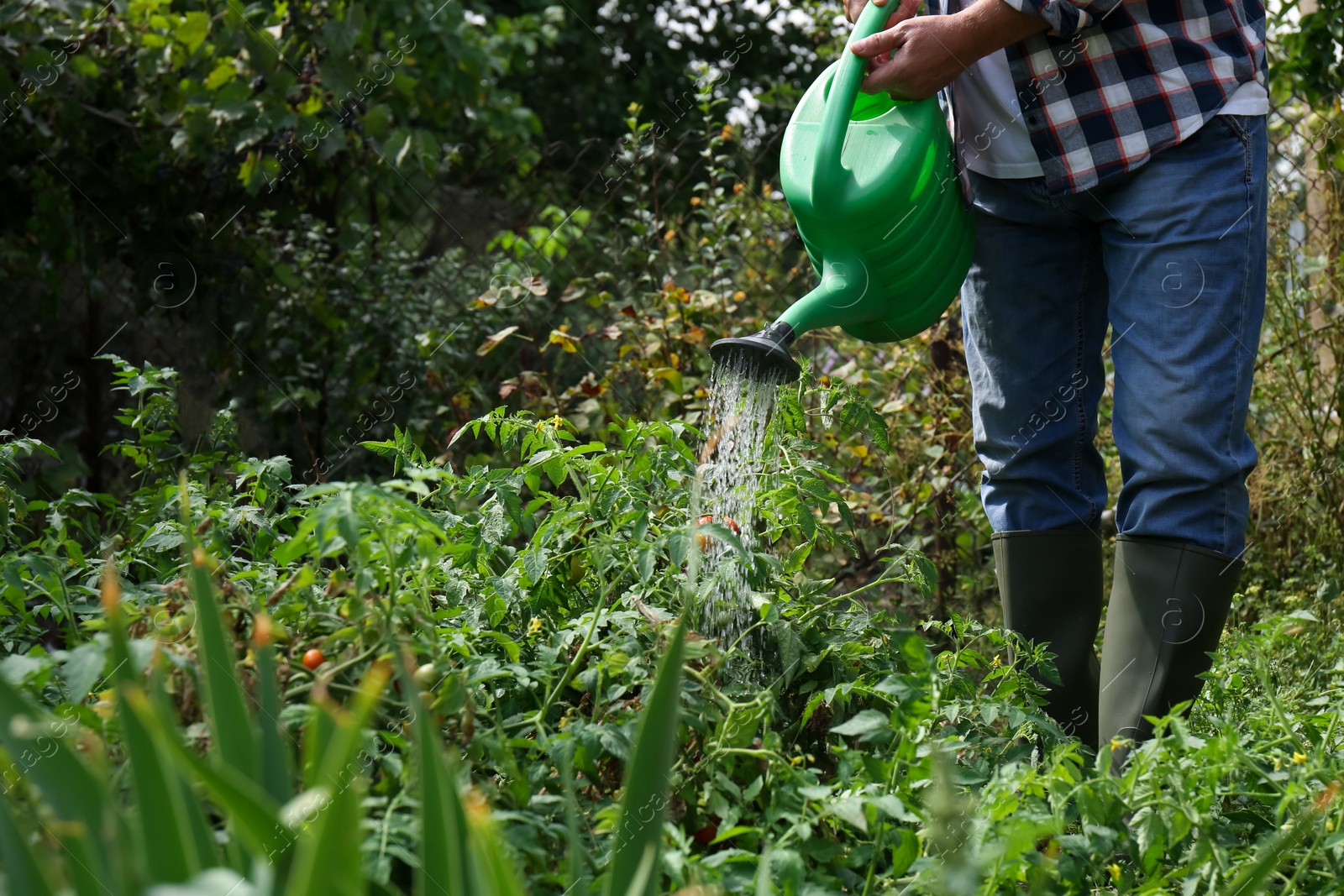 Photo of Man watering tomato plants growing in garden, closeup