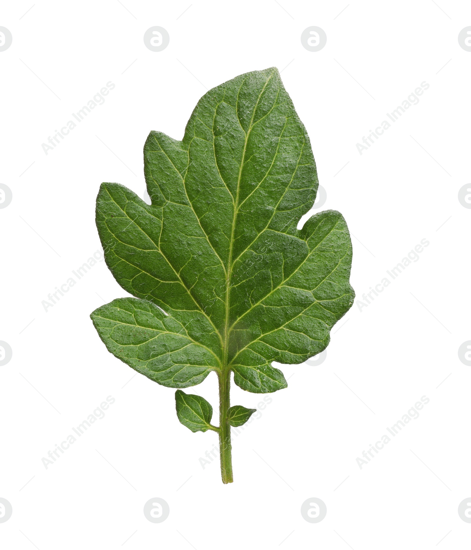 Photo of Green leaf of tomato plant isolated on white