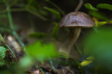 Photo of Fresh wild mushroom growing in forest, closeup. Space for text