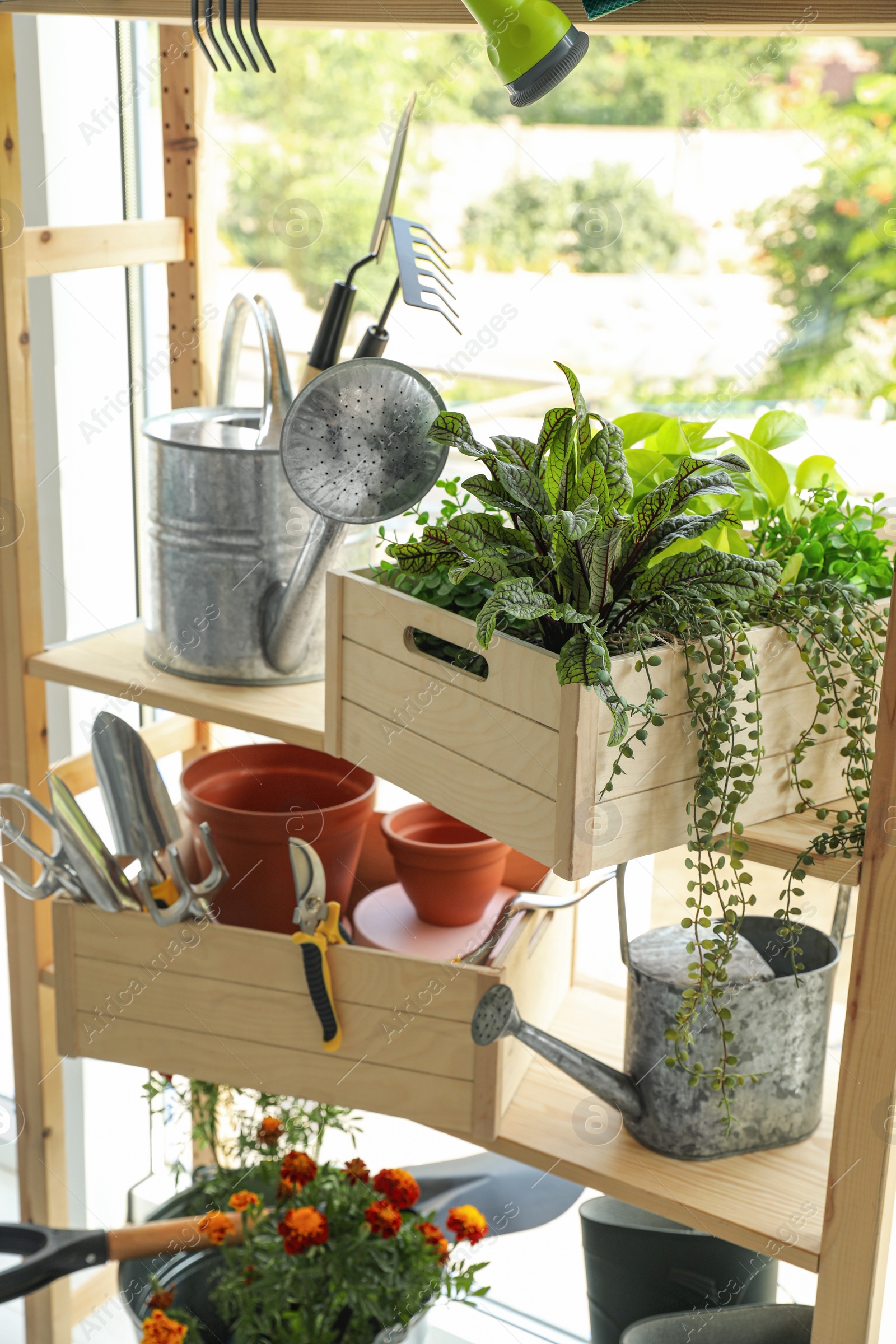 Photo of Beautiful plants and gardening tools on rack indoors