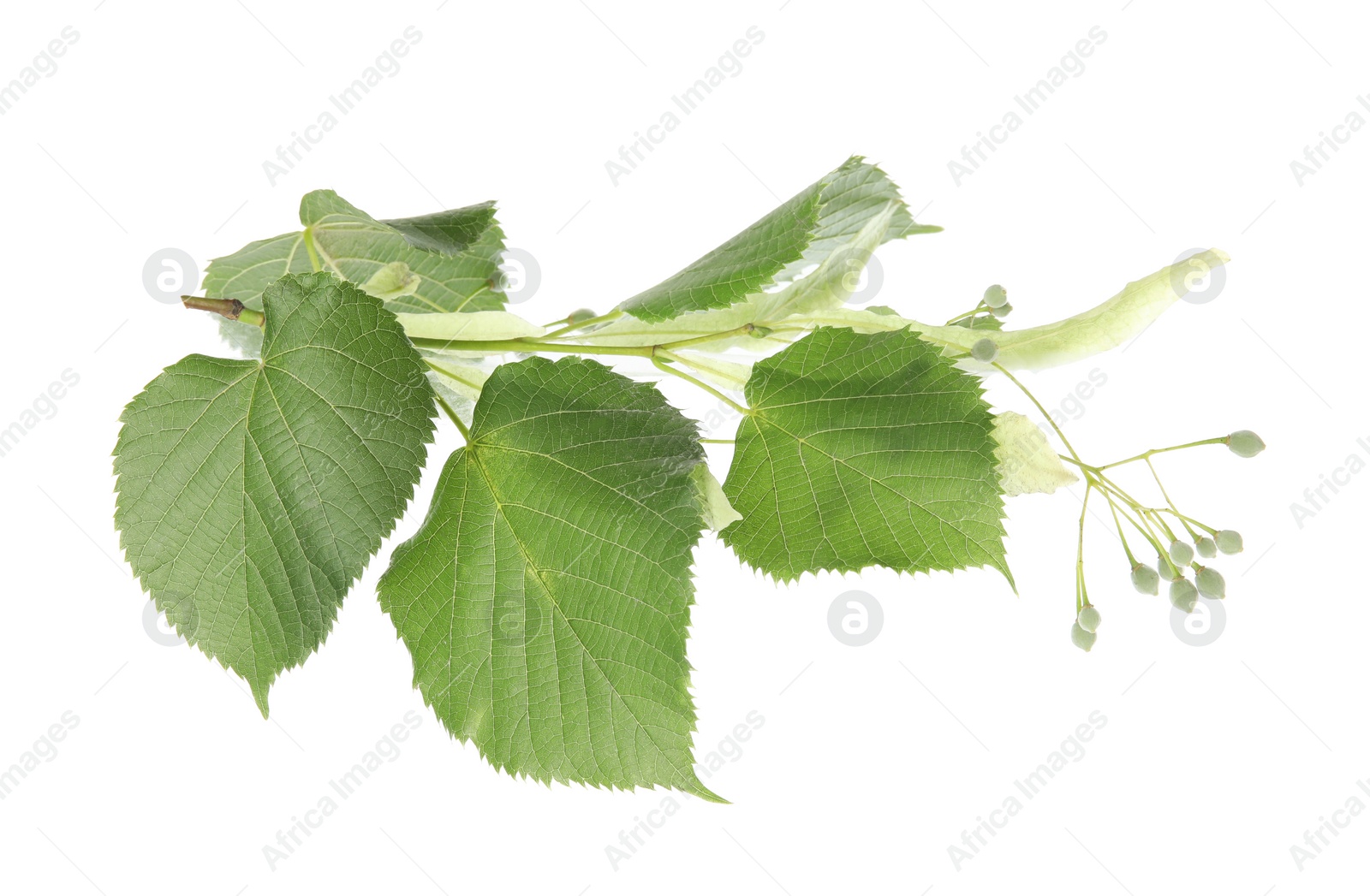 Photo of Branch of linden tree with young fresh green leaves and blossom isolated on white. Spring season